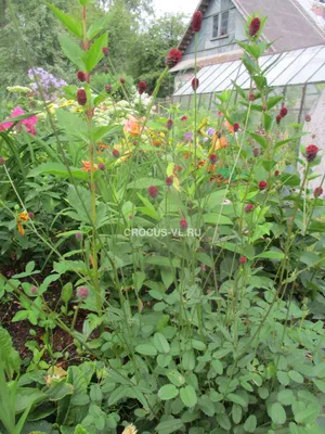 Кровохлёбка лекарственная (Sanguisorba officinalis) - PictureThis