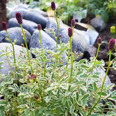 Кровохлебка тупая (Sanguisorba obtusa) купить в спб лисий нос Беговая  Приморский район Черная речка