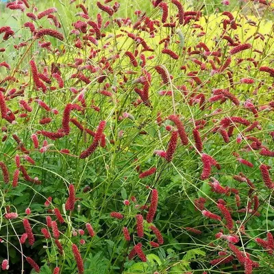 БАД Наследие природы Кровохлебка лекарственная Sanguisorba officinalis |  отзывы