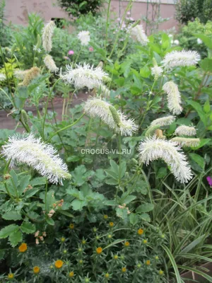 Кровохлебка Литл Энджел (Sanguisorba minor Little Angel)