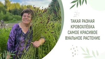 🌱 Кровохлебка лекарственная Pink Tanna по цене от 350 руб: саженцы,  рассада - купить в Москве с доставкой - интернет-магазин Все Сорта