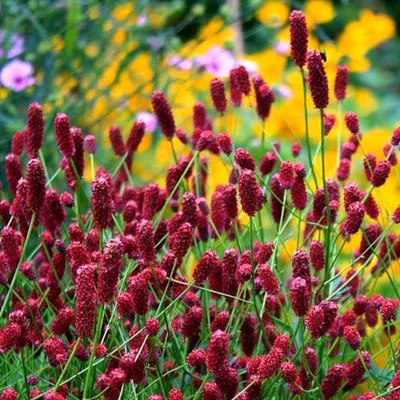 Кровохлёбка Мензиса (Sanguisorba menziesii)