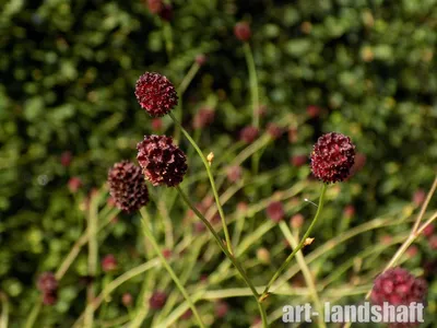 Купить Кровохлебка (Sanguisorba) с доставкой почтой в интернет-магазине  Архиленд