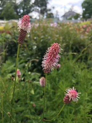 Кровохлебка лекарственная 'Танна' (Sanguisorba officialis 'Tanna') -  Питомник и Садовый центр Русские Деревья