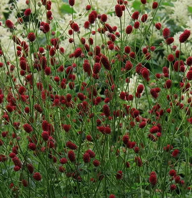 Кровохлебки : Sanguisorba officinalis Japan-Кровохлебка лекарственная  японская