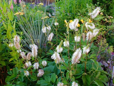 Кровохлебка лекарственная Pink Tanna Sanguisorba officinalis Pink Tanna -  купить сорт в питомнике, саженцы в Санкт-Петербурге