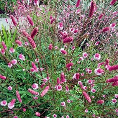 Кровохлебка белая (Sanguisorba sitchensis) купить в blumgarden.ru