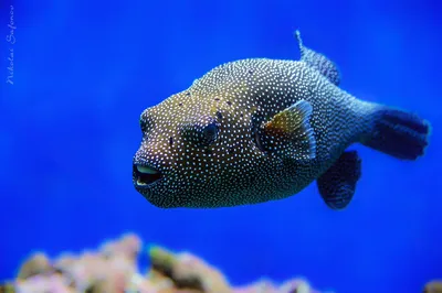 Аквариумные рыбы аротроны – уход и содержание, описание, размножение, фото