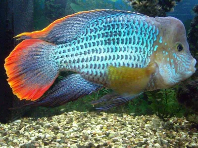 Самые популярные аквариумные рыбки. Виды аквариумных рыб