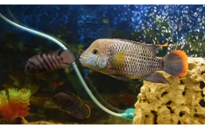 Самые большие аквариумные рыбки | Мир Животных | Дзен