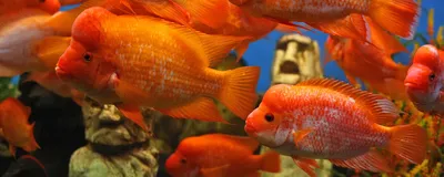 Хищные аквариумные рыбки