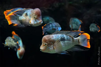 Крупные агрессивные рыбы - с кем совместимы в одном аквариуме