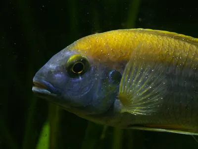 Совместимость аквариумных рыб: кого с кем селить? | Блог зоомагазина  Zootovary.com