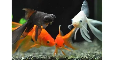 Маленькие стайные рыбки не хотят плавать стайкой - почему | Полезная  информация по аквариуму