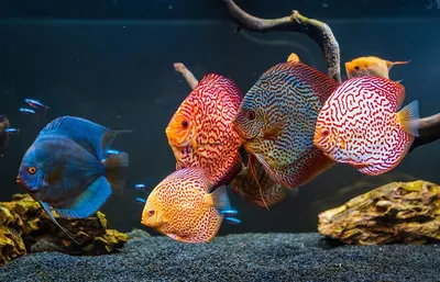 50 самых популярных аквариумных рыбок с названиями и фото