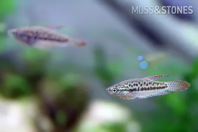 Змееголовы - экзотичные рыбы для домашних аквариумов