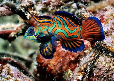 ТОП-5 самых красивых рыб для большого аквариума | Laguna