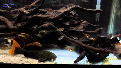 Лучшие пресноводные аквариумные рыбки: Геофагус краснощекий (Geophagus sp.)  | Аквариумы, рыбки и все для них | Дзен