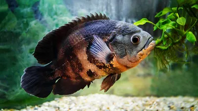 Рыбка астронотус: фото, содержание, совместимость, размножение, чем кормить  и сколько живут в домашних условиях