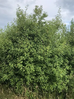 Крушина ломкая, frangula alnus