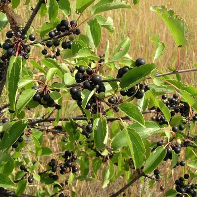 Крушина ломкая Frangula alnus Asplenifolia