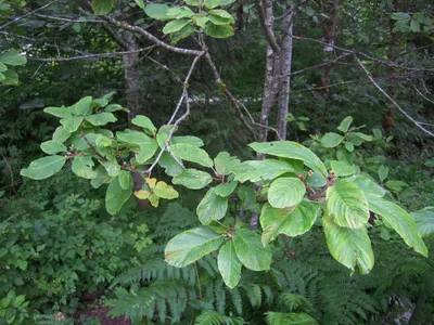 Крушина ломкая \"Aspleniifolia\" (Аспленифолия): купить саженцы в Москве -  Ромашкино Парк