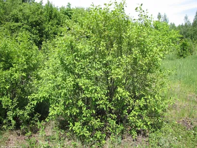 Крушина ломкая, frangula alnus