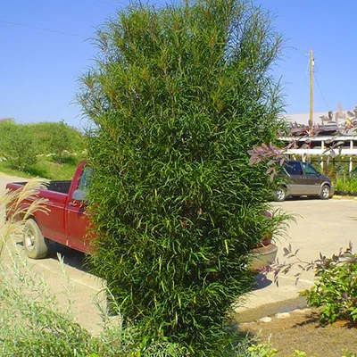 Крушина ломкая, frangula alnus