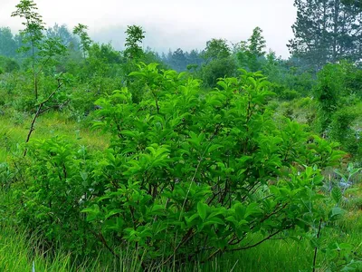 Крушина ломкая, frangula alnus