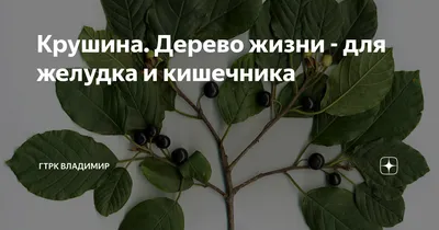 Крушина ломкая, frangula alnus