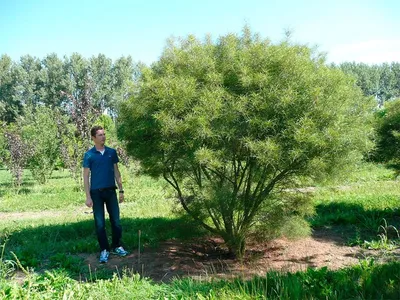 Крушина ломкая \"Asplenifolia\" купить в питомнике растений с доставкой по  Екатеринбургу и Свердловской области, саженцы, выращивание, посадка и уход