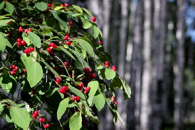 Крушина узколистная Фастигиата / С3 / Frangula alnus Fastigiata: продажа,  цена в Украине. саженцы декоративных деревьев и кустарников от \"БалСад\" -  1871843747