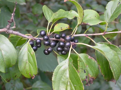 Крушина вільховидна Аспленіфолія / Frangula alnus Aspleniifolia С10 Н  100-120 (ID#1322448584), цена: 950 ₴, купить на Prom.ua