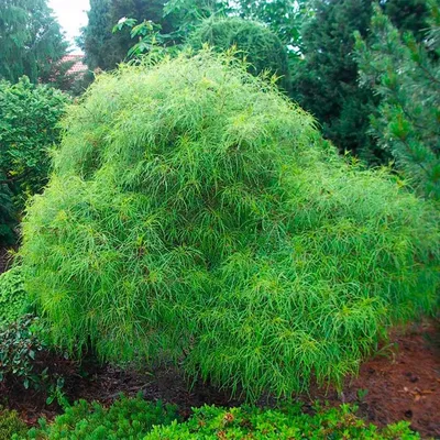 Крушина ломкая \"Asplenifolia\" купить в питомнике растений с доставкой по  Самаре и Самарской области, саженцы, выращивание, посадка и уход