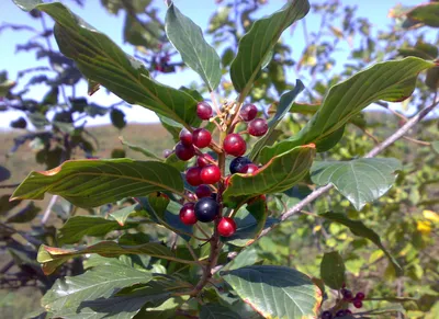 Крушина ломкая, frangula alnus