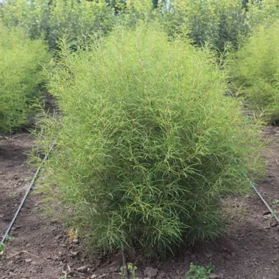 Крушина ломкая (ольховидная) Аспленифолия с доставкой! 🌱 [Р724758]