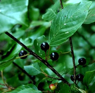 Крушина ольховидная \"Аспленифолиа\"(Frangula alnus 'Aspleniifolia')