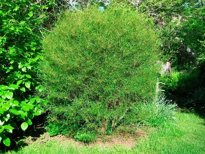 MW0561700, Frangula alnus (Крушина ломкая, Крушина ольховидная), specimen