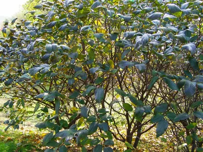 MW0561697, Frangula alnus (Крушина ломкая, Крушина ольховидная), specimen