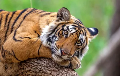 тигр рычит фото скачать, картинка рычащего тигра, животное, дикая природа  фон картинки и Фото для бесплатной загрузки
