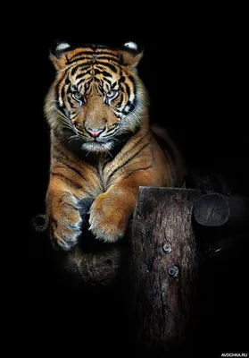 Крутой тигр | Премиум Фото