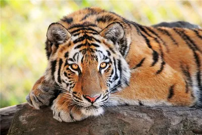 Крутой скетч про хипстерского тигра Векторное изображение ©jemastock  286795194