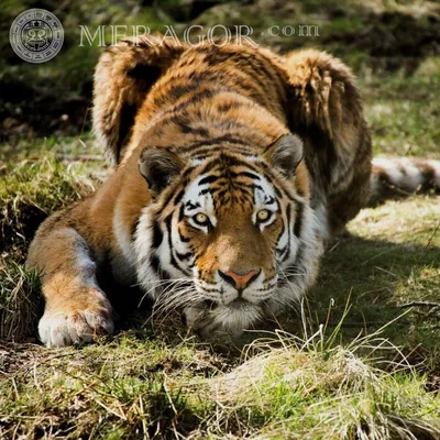 Крутые рисунки тигра (25 фото) » Рисунки для срисовки и не только