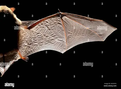 Крылья Летучей Мыши — стоковая векторная графика и другие изображения на  тему Крыло животного - Крыло животного, Летучая мышь - животное, Дракон -  iStock