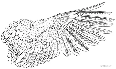 Крылья птицы рисунок - 46 фото