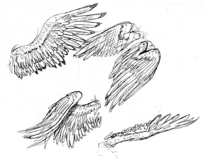 Крылья птицы изолированных на белом фоне Стоковое Изображение - изображение  насчитывающей вполне, биографической: 185717435