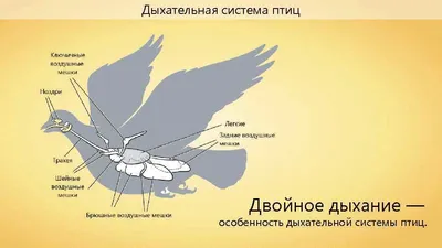 пеликан расправить крылья птица животное PNG , птицы, дикий, животное PNG  рисунок для бесплатной загрузки