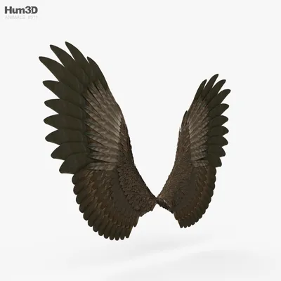 Крылья птицы, Природа 3D модель для ЧПУ: STL / MAX (obj)