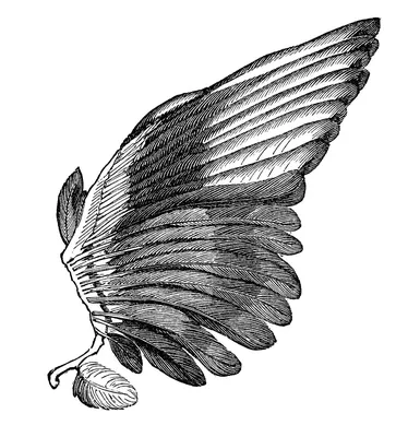 Птица Голубь Крылья - Бесплатное фото на Pixabay - Pixabay