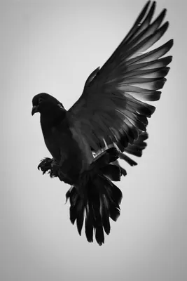 Птичьи крылья Векторное изображение ©jemastock 264485480
